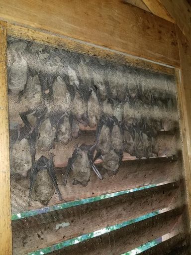 Bats nesting in an attic